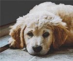 (image for) Golden Retriever Resting